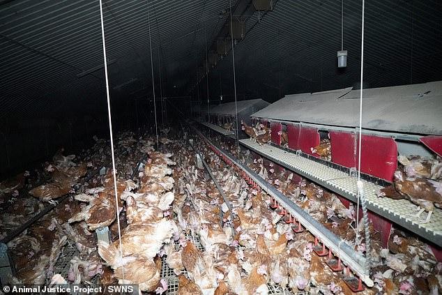 Secretly filmed footage shows 'appalling' conditions inside farms supplying 'free range' eggs to Sainsbury's - as RSPCA strips three of their 'assured' status