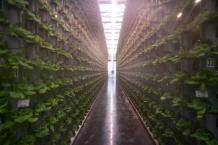 Indoor farms are remaking the produce market — at a cost to the planet