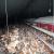 Secretly filmed footage shows 'appalling' conditions inside farms supplying 'free range' eggs to Sainsbury's - as RSPCA strips three of their 'assured' status
